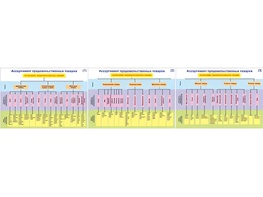 Плакаты ПРОФТЕХ "Ассортимент продовольственных товаров" (3 пл, винил, 70х100) - fgospostavki.ru - Тихорецк