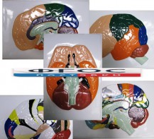 Модель барельефная "Доли, извилины, цитоархитектонические поля головного мозга" (5 планшетов) - fgospostavki.ru - Тихорецк