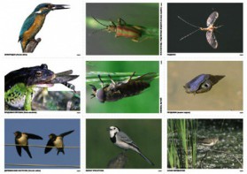 Комплект таблиц Природные зоны России. Сообщества (комплект 18 таблиц) - fgospostavki.ru - Тихорецк