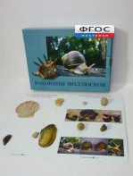 Коллекция "Раковины моллюсков" - fgospostavki.ru - Тихорецк
