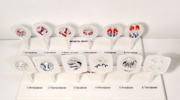 Модель "Митоз и мейоз клетки" - fgospostavki.ru - Тихорецк