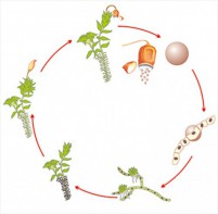 Модель-аппликация Размножение мха - fgospostavki.ru - Тихорецк