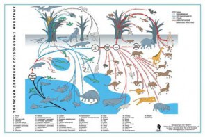 Комплект таблиц "Эволюция движений позвоночных животных" - fgospostavki.ru - Тихорецк