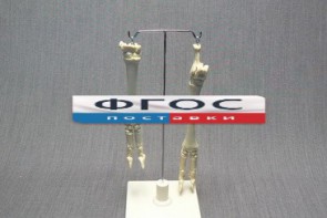 Скелет конечности овцы (передняя и задняя) на подставке - fgospostavki.ru - Тихорецк