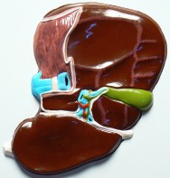 Модель барельефная "Печень" (висцеральная поверхность) - fgospostavki.ru - Тихорецк