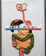 Модель барельефная "Пищеварительный тракт" - fgospostavki.ru - Тихорецк