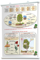 Плакаты по природоведению 2-3 классы. Для оформления кабинета. - fgospostavki.ru - Тихорецк