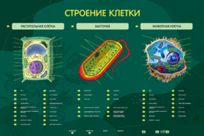 Электрифицированный стенд "Строение клетки" с маркерными полями - fgospostavki.ru - Тихорецк