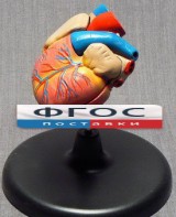 Модель "Сердце" (лабораторная) - fgospostavki.ru - Тихорецк