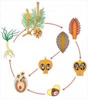 Модель-аппликация Размножение сосны - fgospostavki.ru - Тихорецк