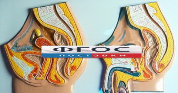 Модель барельефная "Таз мужской и таз женский" - fgospostavki.ru - Тихорецк