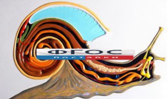 Модель барельефная "Внутреннее строение брюхоногого моллюска" - fgospostavki.ru - Тихорецк