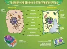 Стенд "Строение животной и растительной клеток" - fgospostavki.ru - Тихорецк