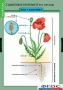 Комплект таблиц. Биология. Общее знакомство с цветковыми растениями. - fgospostavki.ru - Тихорецк
