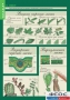 Комплект таблиц. Биология 6 класс. Растения, грибы, лишайники - fgospostavki.ru - Тихорецк