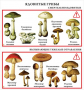 Комплект кодотранспарантов "Грибы" - fgospostavki.ru - Тихорецк