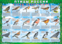 Комплект таблиц "Птицы России (4 листа)" (100х140 сантиметров, винил) - fgospostavki.ru - Тихорецк