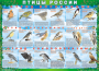 Комплект таблиц "Птицы России (4 листа)" (100х140 сантиметров, винил) - fgospostavki.ru - Тихорецк