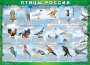 Комплект таблиц "Птицы России (4 листа)" (100х140 сантиметров, винил) - fgospostavki.ru - Тихорецк