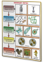 Плакаты по биологии для оформления кабинета. - fgospostavki.ru - Тихорецк